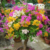 100Pcs Flower Seeds Mixed Multi-Color Bougainvillea Bonsai Home Garden ต้นไม้มงคล ต้นไม้ประดับ พันธุ์ดอกไม้ ต้นไม้จิ๋วจริง ดอกไม้จริง ต้นไม้ฟอกอากาศ บอนไซ ผักสวนครัว Flower Seeds Plant