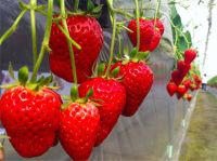 ขายส่ง 100 เมล็ด เมล็ดสตรอเบอรี่ strawberry พืชตระกูลเบอรี่  Berries ผลไม้  พืชล้มลุก พืชคลุมดิน ผลไม้เมืองหนาว สตรอเบอรี่เลื้อย Climbing Strawberries