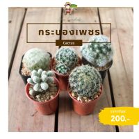 Pro +++ Assorted Mammillaria Cactus แคคตัส แมมมิกซ์ ชุดละ 5 กระถาง ราคาดี พรรณ ไม้ น้ำ พรรณ ไม้ ทุก ชนิด พรรณ ไม้ น้ำ สวยงาม พรรณ ไม้ มงคล