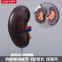 Renal anatomy model human kidney structure plane urinary organs medical teaching mold toys