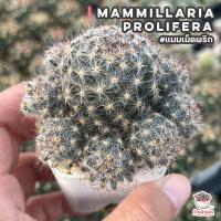 โปรโมชั่น แมมเม็ดพริก Mammillaria prolifera แคคตัส กระบองเพชร cactus&amp;succulent ราคาถูก  แคคตัส กระบองเพรช ตะบองเพรช ไม้จิ๋ว ไม้ตั้งโต๊ะทำงาน ไม้ประดับ ไม้มงคล ไม้ดอก