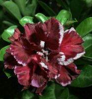 2 เมล็ด เมล็ดพันธุ์ ชวนชม สายพันธุ์ Red Tiger สีแดง Bonsai Desert Rose Adenium Seed กุหลาบทะเลทราย ราชินีทะเลทราย บอนไซ มีคู่มือปลูก