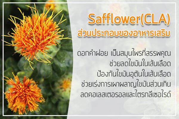 น้ำมันดอกคำฝอย-กิฟฟารีน-ซีแอลเอ-900-ซีแอลเอ-900-ดอกคำฝอย-กรดไขมันจำเป็น-cla-900-giffarine