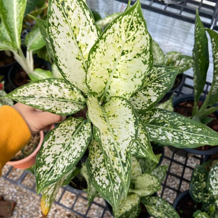 ต้นเพชรน้ำหนึ่ง-หนึ่งใน-แก้วกาญจนา-หรือ-อโกลนีมา-aglaonema