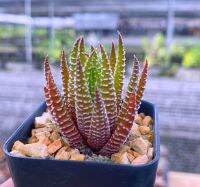 Haworthia reinwardetii ม้าลาย A021