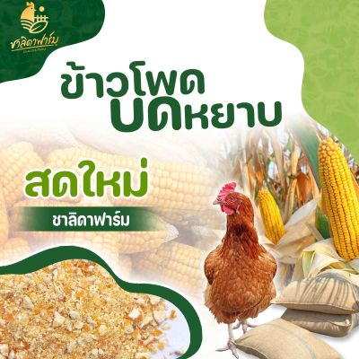 ข้าวโพดเลี้ยงสัตว์ นน10กก ข้าวโพดเลี้ยงไก่ ข้าวโพดสัตว์ ข้าวโพดสัตว์บด ข้าวโพดบด ข้าวโพดบดหยาบ ข้าวโพด สด ใหม่