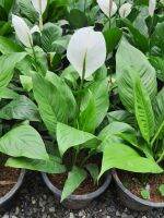 เดหลี (Peace lily)ดอกสีขาว สูง 60 ซม. ในกระถาง10นิ้ว ช่วยดูดอากาศพิษ คายความชื้น กรองฝุ่นละออง แถมยังเป็นไม้มงคลที่ช่วยให้โชคให้ลาภ.