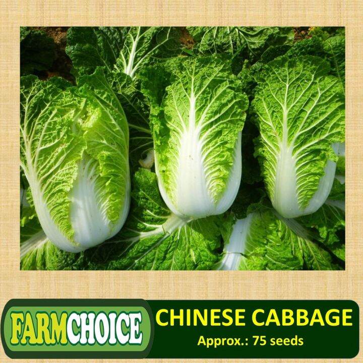 CHINESE CABBAGE / PECHAY BAGUIO SEEDS (50 seeds) Lazada PH