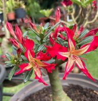 8 เมล็ด เมล็ดพันธุ์ ชวนชม สายพันธุ์ Astro สีแดง Desert Rose Adenium Seed กุหลาบทะเลทราย ราชินีบอนไซ มีคู่มือปลูก ปลูกประดับบ้าน เป็นมงคล