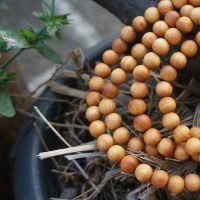 6mm 8mm 10mm 12mm Natural Aromatic Sandalwood Thuja Sutchuenensis Beads 108 Mala Beads Buddhism Prayer Loose Mala Beads