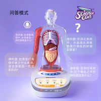 Removable medical anatomy skeleton model structure organs teaching toys voice science can the human body