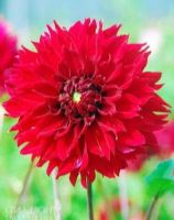 1 หัว/ออเดอร์ รักเร่ Dahlia Bulb สายพันธุ์ Red Fubuki หัวรักเร่ ดอกไม้ หัวหน่อ เหง้า นำเข้า เนเธอร์แลน หัวสดใหม่