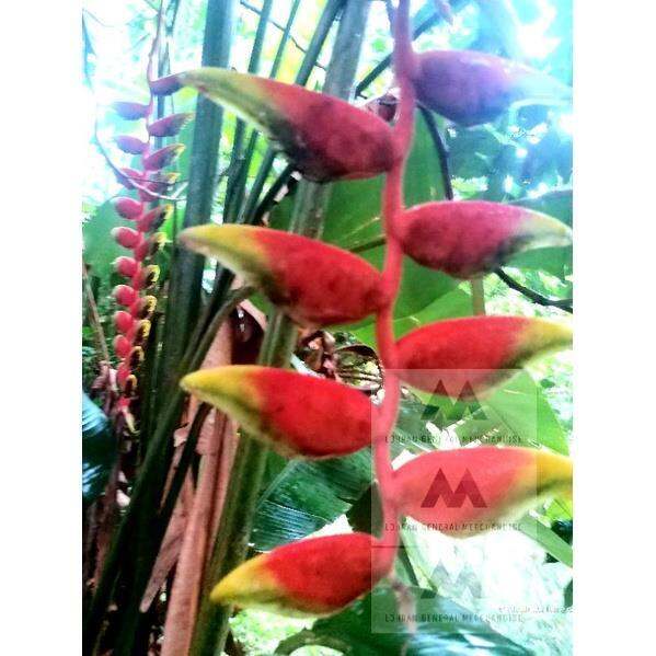 Lobster Claw Plant (Heliconia rostrata) Lazada PH