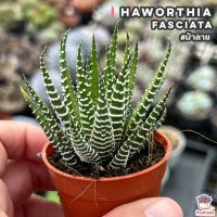 ( Promotion+++) คุ้มที่สุด ม้าลาย Haworthia fasciata ไม้อวบน้ำ กุหลาบหิน cactus&amp;succulentหลากหลายสายพันธุ์ ราคาดี พรรณ ไม้ น้ำ พรรณ ไม้ ทุก ชนิด พรรณ ไม้ น้ำ สวยงาม พรรณ ไม้ มงคล