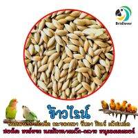 ข้าวไรน์ Canary Seed บรรจุ 500-1000 กรัม บำรุงให้ขนสวย นำเข้าสำหรับนกแก้วและหนูแฮมสเตอร์