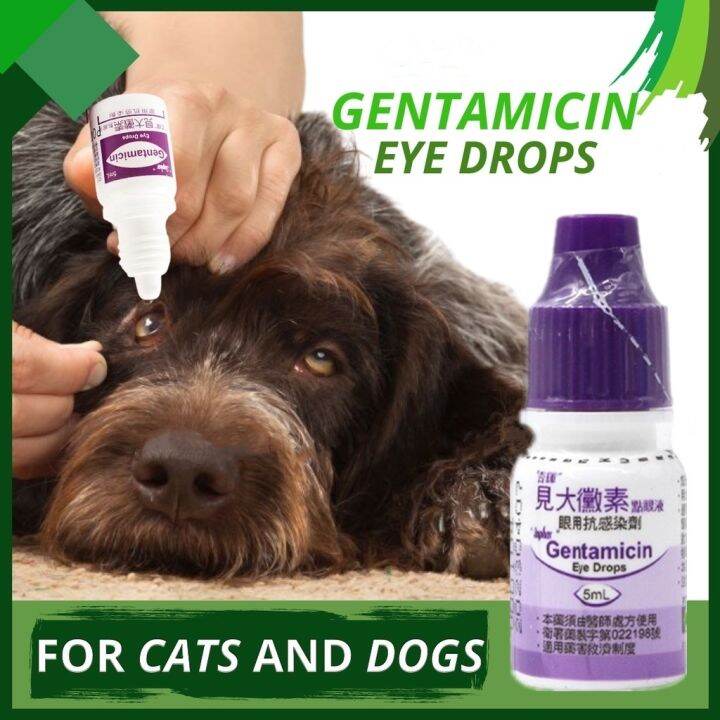 Gentamicin Eye Drops for Pet Cat Dogs Eye Infection Opthalmic 5 ml