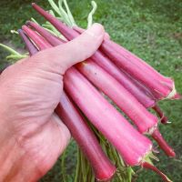 เมล็ดพันธุ์ กระเจี๊ยบ โอกินาว่า (Okinawa Pink Okra Seed) บรรจุ 15 เมล็ด คุณภาพดี ราคาถูก ของแท้ 100%