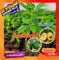 ?สินค้าขายดี?ต้นพันธุ์อะโวคาโด อโวคาโด ปีเตอร์สัน Peterson พันธุ์แท้ติดลูกได้เร็วเมื่อต้นสมบรูณ์ ปลูกได้ทุกพื้นที่ (1 ต้น/แพ็ค)