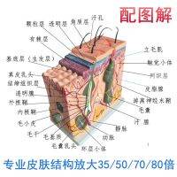 Teaching organization structure body 50 times plastic skin layered dissection hairdressing amplify mold three-dimensional skin model