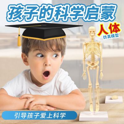Childrens early education cognitive simulation model of the human body skeleton furnishing articles can remove bone baby science educational toys