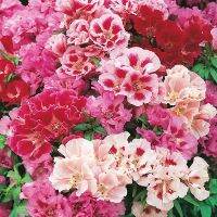 15 เมล็ดพันธุ์ Bonsai กุหลาบพันปี ต้นโรโดเดนดรอน Azalea Rhododendron flower Seed อัตราการงอกของเมล็ด 80-85%