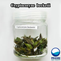 คริป Cryptocoryne  becketii (เนื้อเยื่อ) (ต้นไม้น้ำ)