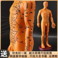 Chinese dummies small leather skin of humanoid rotate the model on the massage acupuncture points positioning model to practice medicine