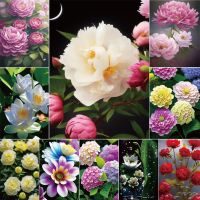 ♝❍ Flowers Dahlia Peony Printed Fabric Cross Stitch Embroidery Complete Kit Handmade Painting Needlework Hobby Design Floss Counted