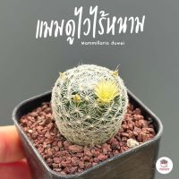 แมมดูไวไร้หนาม #กระถาง 2 นิ้ว Mammillaria duwei แคคตัส กระบองเพชร cactus&amp;succulents