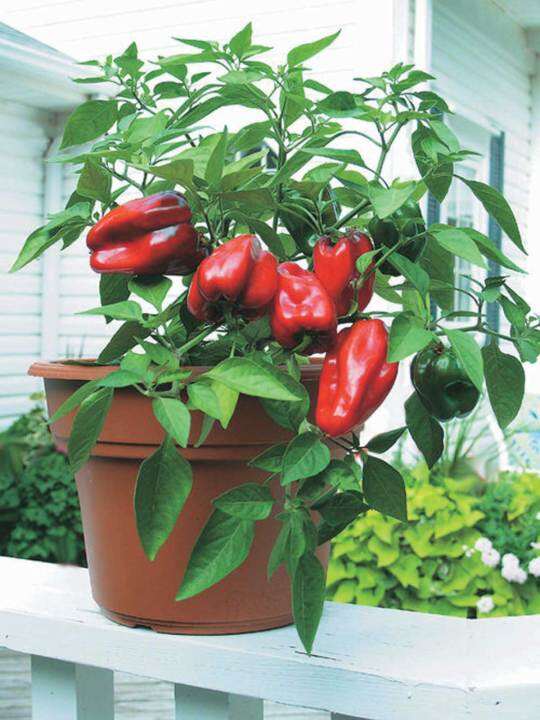 BONSAI BELL PEPPER SEEDS 10seeds Lazada PH