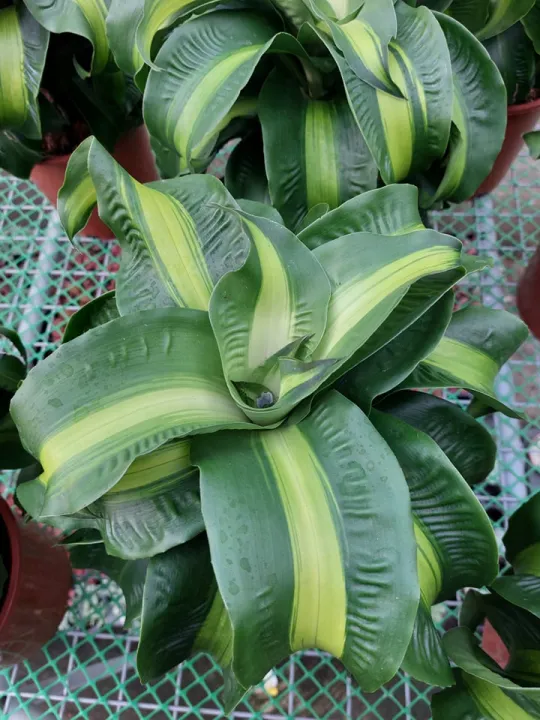 Dracaena Twister with FREE plastic pot, pebbles and soil. Real Plants