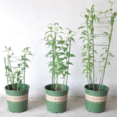 [Hot K] เสาโลหะสำหรับปลูกต้นไม้ก้านเดี่ยวตัวยึดรองรับสำหรับปลูกต้นไม้กล่องเสริมกันฝุ่นสวน