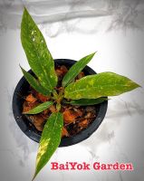 ฟิโลเดนดรอน ใบเลื่อยด่าง : Philodendron Ring of Fire Variegated