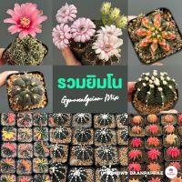 รวมยิมโน Gymnocalycium Mix แคคตัส กระบองเพชร cactus&amp;succulent