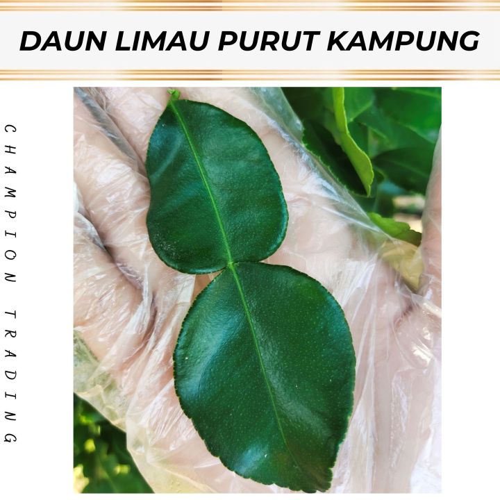 DAUN LIMAU PURUT KAMPUNG 100G / 500G / 1KG | Lazada