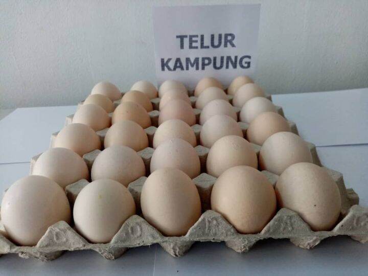 Kampung Egg Tray 30s Lazada