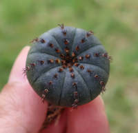 เฟรเลีย คาสตาเนีย (Frailea Castanea) จัดส่งแบบถอดราก