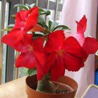 5 เมล็ด เมล็ดพันธุ์ ชวนชม ลูกผสมไฮบริด สายพันธุ์ Red Sky สีแดง กุหลาบทะเลทราย Desert Rose Adenium seed ราชินีบอนไซ ปลูกง่ายมาก รีบสะสม