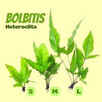รากดำ ใบแฉก เลือกได้ 3 ขนาด - BOLBITIS HETEROCLITE "S-M-L" ต้นไม้น้ำ