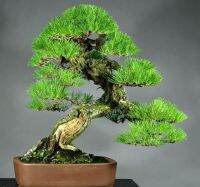 สนจูนิเปอร์บอนไซ Japanese Black Pine Bonsai ไม้แคระประดับ (30เมล็ด) เมล็ดสนจูนิเปอร์ ต้นไม้มงคล ต้นไม้ประดับ ต้นไม้ ต้นไม้ฟอกอากาศ