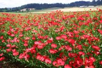 Scarlet Flax Flower (150 seeds) สกาเร็ตเฟล็กซ์ (150 เมล็ด)