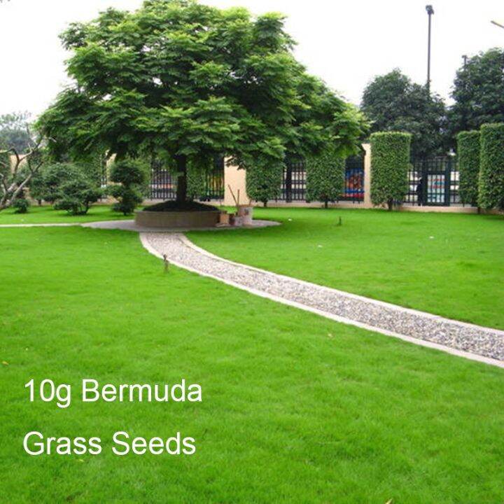 buy one get one free，50 seeds (not plants)pcs young grass seeds/carpet