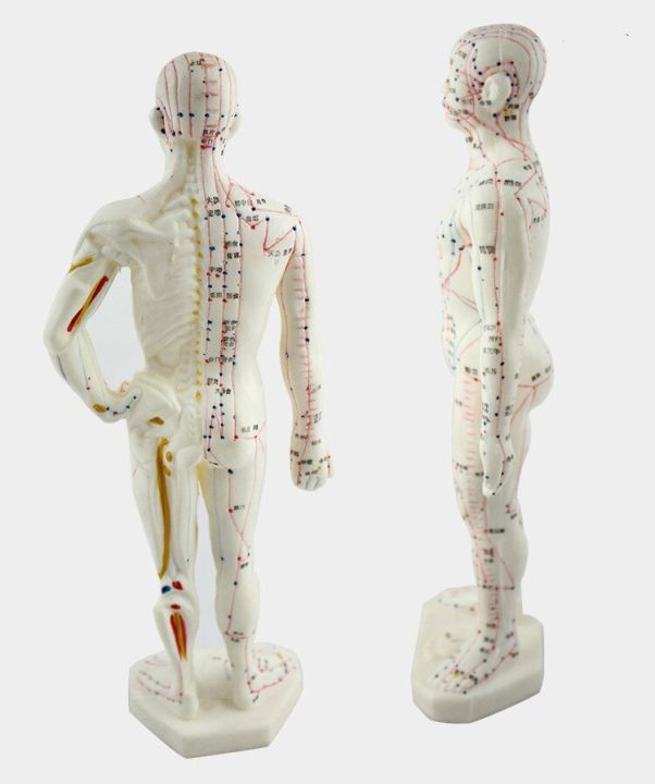 medical-chinese-english-medicine-meridians-acupuncture-moxibustion-model-acupuncture-point-mannequin-acupuncture-model-48cm-50cm