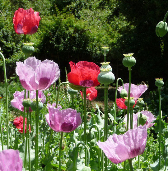 เมล็ดดอกป็อปปี้-คละสี-poppy-flower-mix-ปลูกประดับสวยงามประมาณ100-300เมล็ด-ซอง