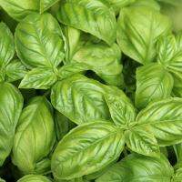 โหระพาอิตาลีถูกที่สุด บ.เมล็ดพันธุ์ Italy Basil  เมล็ด งอกง่ายโตไว️พุ่มใหญ่หอมมาก