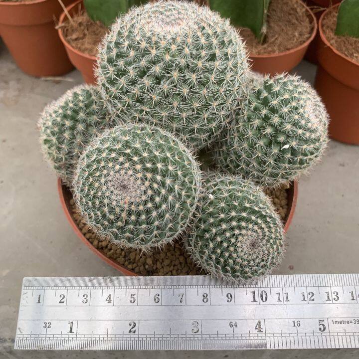 plants-center-พร้อมส่ง-กระบองเพชร-แคคตัส-cactus-mammillaria-hahnian-7-8cm-หรือ-แคคตัสแม่เฒ่า-แมมแม่เฒ่า