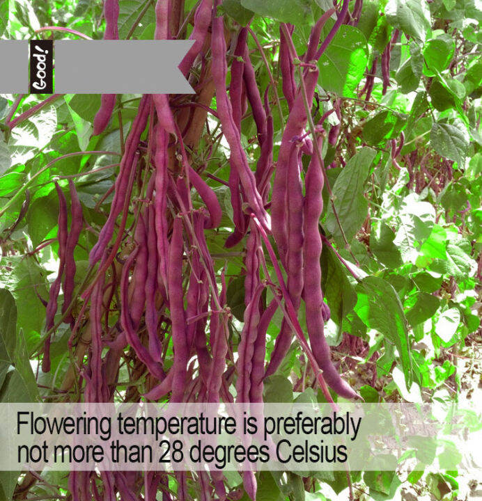 （10seeds-sd077）Purple string bean seeds Autumn Purple Beans Early ...