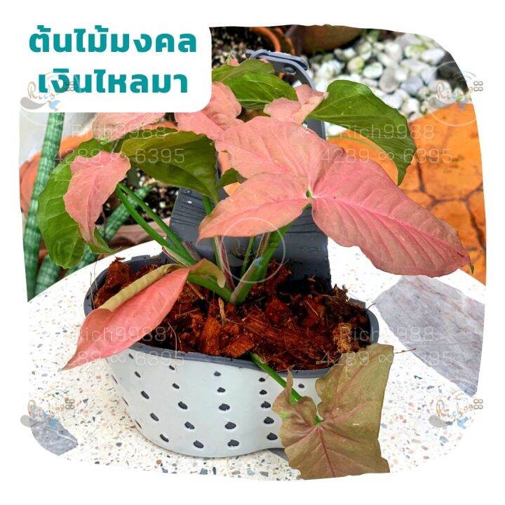 ต้นออมชมพู-ในกระถางแขวน-เงินไหลมาชมพู-ไม้มงคลโชคลาภ-syngonium-pink-ต้นไม้มงคลสวยๆ-ฟอกอากาศ-แต่งรั้วบ้าน-สวน-แขวนต้นไม้-ของขวัญปีใหม่-คริสมาส