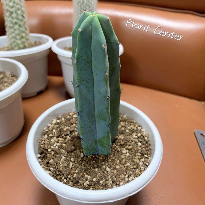 สุดคุ้ม-longsm-เพชรไม้ลำ-แคคตัส-cactus-แคคตัสตอบลู-myrtillocactus-geometrizans-10-13cm-ราคาถูก-พรรณ-ไม้-น้ำ-พรรณ-ไม้-ทุก-ชนิด-พรรณ-ไม้-น้ำ-สวยงาม-พรรณ-ไม้-มงคล