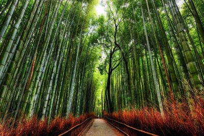 สติ๊กเกอร์ต้นไม้ป่าไม้ไผ่กับเส้นทางในเกียวโตภาพญี่ปุ่นโปสเตอร์ภาพพิมพ์ศิลปะเครื่องตกแต่งฝาผนังเย็น